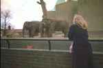 Elephants at London Zoo