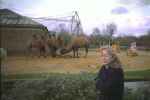 Camels at London Zoo