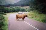 Highland cattle