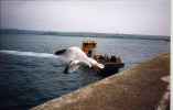 Padstow gull in flight