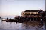 Seals at Pier 39