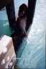 Sea lion at Monterey commercial pier